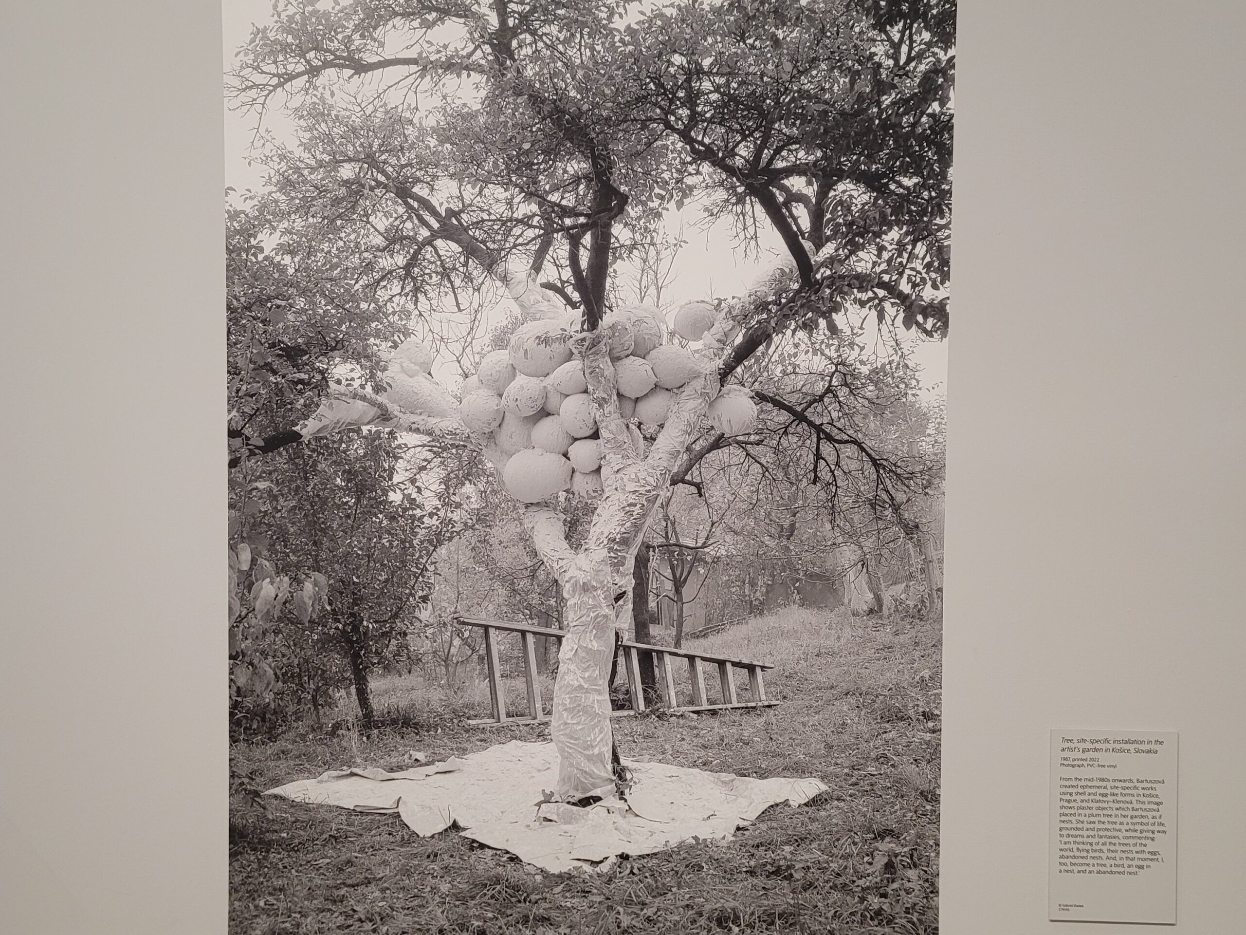 Tree, site-specific installation in the artist's garden in Kosice, Slovakia symbol of life, protective, abandoned